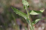 Philadelphia fleabane