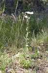 Philadelphia fleabane