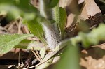 Philadelphia fleabane