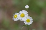 Philadelphia fleabane