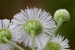 Philadelphia fleabane