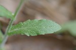 Philadelphia fleabane