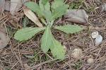 Philadelphia fleabane