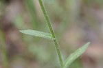 Philadelphia fleabane