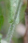 Philadelphia fleabane