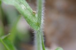 Philadelphia fleabane