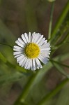 Daisy fleabane