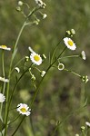 Daisy fleabane