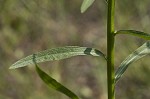 Daisy fleabane