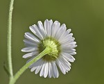 Daisy fleabane