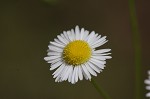 erigeron