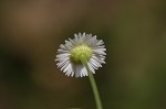 Daisy fleabane