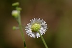 Daisy fleabane