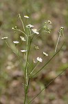 Daisy fleabane