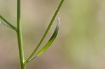 Daisy fleabane