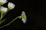 Daisy fleabane