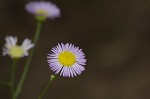 Daisy fleabane