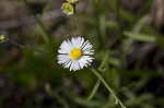 Daisy fleabane