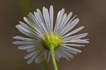 Daisy fleabane