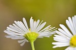 Daisy fleabane