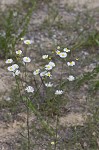 Daisy fleabane