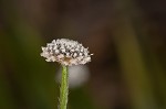 Flattened pipewort