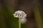 Flattened pipewort