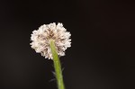 Flattened pipewort