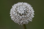 Flattened pipewort