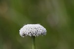 Flattened pipewort