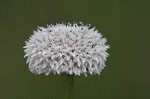 Flattened pipewort