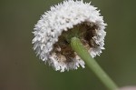 Flattened pipewort