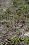 Flattened pipewort