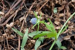 Creeping eryngo