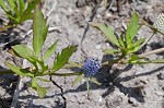 Creeping eryngo