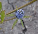 Creeping eryngo