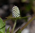 Creeping eryngo