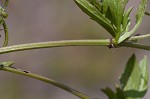 Creeping eryngo