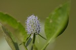 Creeping eryngo