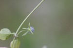 Creeping eryngo