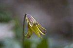 Dogtooth violet