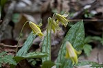 Dogtooth violet