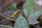 Dogtooth violet