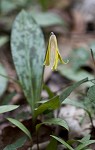 Dogtooth violet