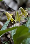 Dogtooth violet