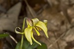 Dogtooth violet