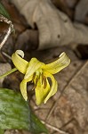 Dogtooth violet