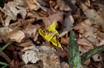 Dogtooth violet