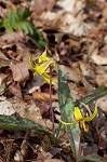 Dogtooth violet