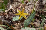 Dogtooth violet